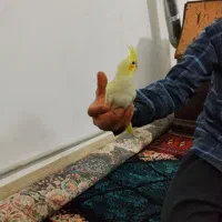 جوجه عروس هلندی لوتینو