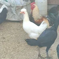 مرغ و خروس لاری و گلین|حیوانات مزرعه|رزن, |دیوار