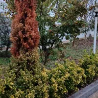 تور دوروزه به شمال