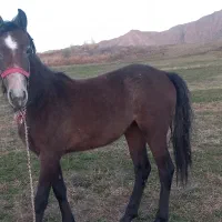 کره اسب مادیون|اسب و تجهیزات اسب‌سواری|دوگنبدان, |دیوار