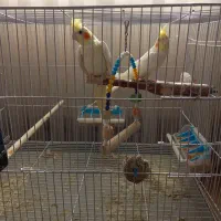 عروس هلندی اهلی|پرنده|زاهدان, |دیوار