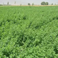 یونجه برداشت اول کیلویی ۱۸