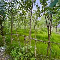 زمین شخصی باغی۳۰۰متری/زیباکنار فخرآباد/متراژمختلف