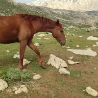 حیوان|اسب و تجهیزات اسب‌سواری|اهواز, چهارصد دستگاه|دیوار