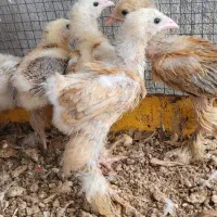 جوجه برهما ۲۰ روزه