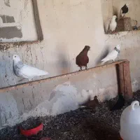 دمسفید وطوقی|پرنده|بوشهر, |دیوار