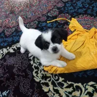 توله سگ|سگ|مشکین‌دشت, |دیوار