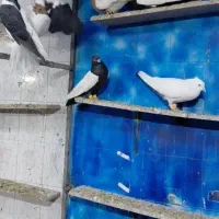 دسته رنگی درجه یک|پرنده|دزفول, |دیوار