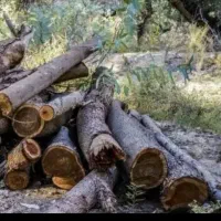 درخت|خدمات باغبانی و درختکاری|موچش, |دیوار