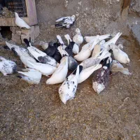 کبوترهایاصیلوخاص|پرنده|دشتک, |دیوار