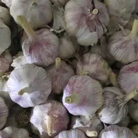 سیر|خوردنی و آشامیدنی|اصفهان, بابوکان|دیوار