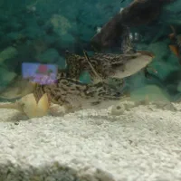 ماهی گوشت خوار|ماهی|نیشابور, شهرک جانبازان|دیوار