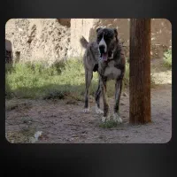 سگ نگهبان خراسان افغان 22ماهه|سگ|بیرجند, |دیوار