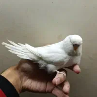 عروس هلندی طوطی برزیلی مرغ عشق