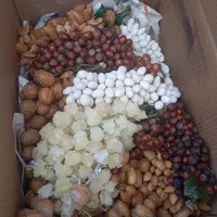 تزعینی گردو بادام