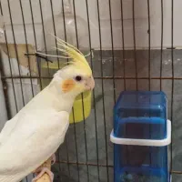 عروس هلندی ماده