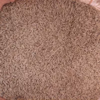 جوسهنددیم|گل و گیاه طبیعی|آبکوه, |دیوار