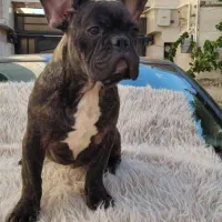 فرنچ بولداگ