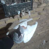 ساده زرد پز خال کله الماسی دم سفید|پرنده|تربتحیدریه, حاجی یار|دیوار