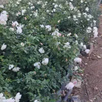 نهالستان گل محمدی رز ۲۵تومن نهال یاس هلندی درخت|خدمات باغبانی و درختکاری|قم, تعویض پلاک|دیوار