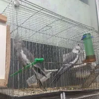 عروس هلندی جفت مولد رنگ خاص وایت