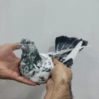 سه تا کفتر غریب|پرنده|کوهدشت, |دیوار