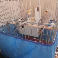 به علت کمبود جا|پرنده|بروجرد, |دیوار