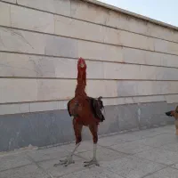 جوجه لاری ۸ ماهه|حیوانات مزرعه|ری, شهرری|دیوار