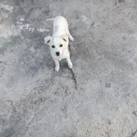 پامر شیواوا|سگ|بم, |دیوار