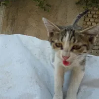 بچه گربه دستی