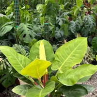 فروش فوری تمام گلهای گلخانه|گل و گیاه طبیعی|عباسآباد, |دیوار