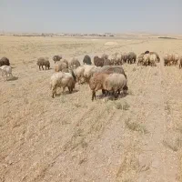 بره نر و ماده 15عدد