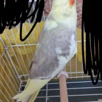 طوطی نر سالم