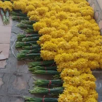 خدمات|گل و گیاه طبیعی|چالوس, |دیوار