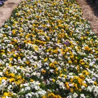 بنفشه F2|گل و گیاه طبیعی|پاکدشت, پاکدشت (مامازند)|دیوار