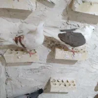 طوقی باگرده دار