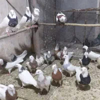 کبوتر طوقی|پرنده|همدان, |دیوار