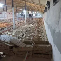 فروش مرغداری گوشتی با موقعیت عالی در صومعه سرا