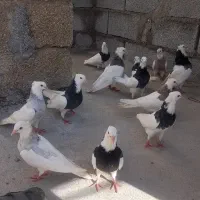 کبوتر|پرنده|جم, |دیوار