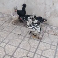 مرغ وخروس سلطان|حیوانات مزرعه|شیراز, شیخ علی چوپان|دیوار