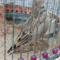 قناری مست بخون|پرنده|تربت جام, حافظ|دیوار