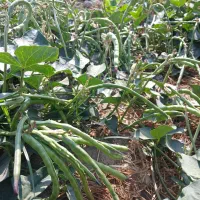 لوبیا چشم بلبلی