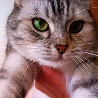 گربه برتیش سیلور انفولد