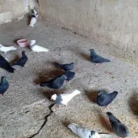 ۷عدد کفتر طوقی هر یکی ۵۰۰هزارتومان