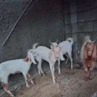 بزوگیسه