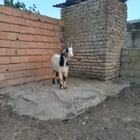 بزغاله نر|حیوانات مزرعه|گمیشان, |دیوار