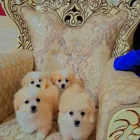 ...|سگ|تهران, استقلال|دیوار