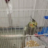 عروس هلندی