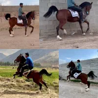 مادیان سواری دار