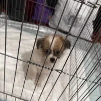 واگذاری سگ پودل کراس